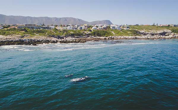 Hermanus