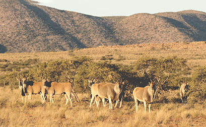 Tswalu Private Game Reserve