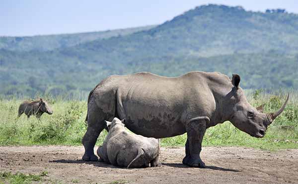 Hluhluwe-iMfolozi Park