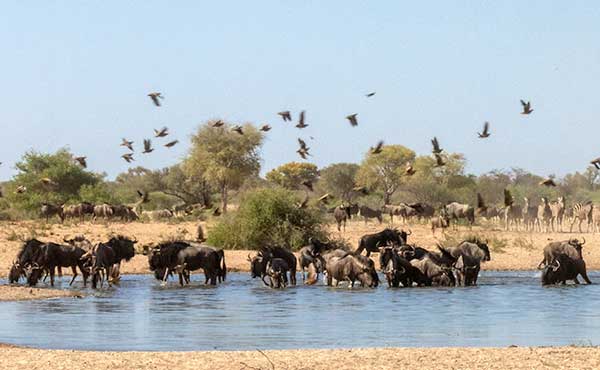 Kalahari Private Reserve