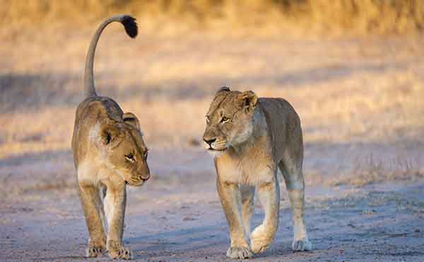 Kruger National Park