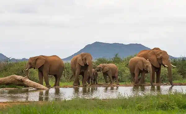 Madikwe Game Reserve