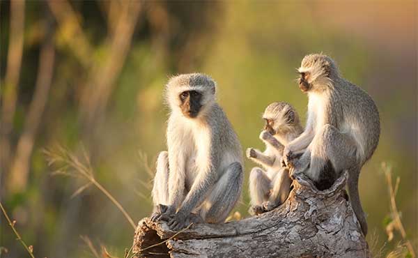 Mlilwane Wildlife Sanctuary