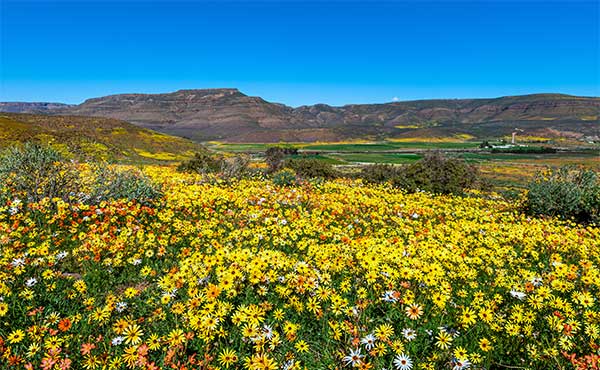 Namaqualand
