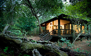 Phinda Forest Lodge