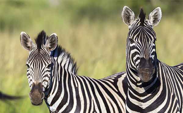 Phinda Private Game Reserve