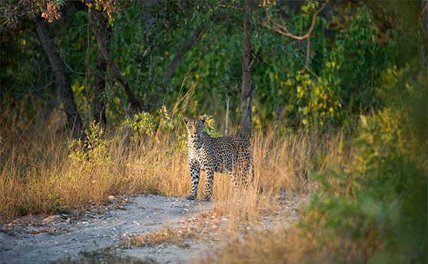 Sabi Sands Game Reserve