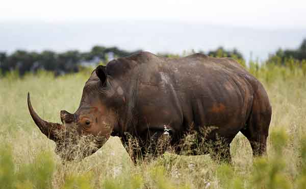 Welgevonden Game Reserve