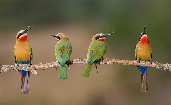 Zimanga Private Game Reserve