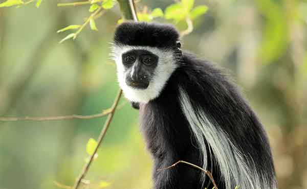 Arusha National Park