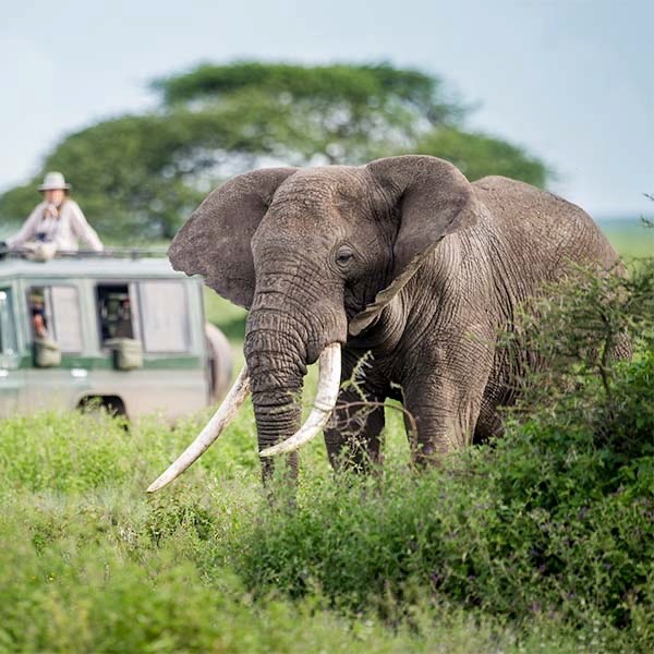 Elephant in Tanzania