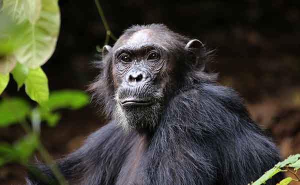 Gombe Stream National Park