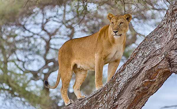 Lake Manyara National Park