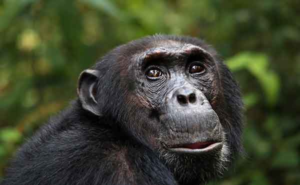 Mahale Mountains National Park