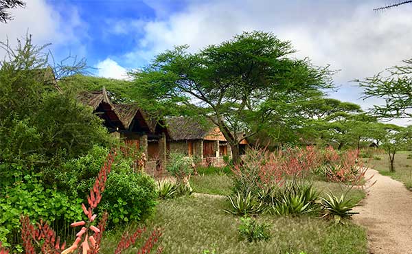 Ndutu Safari Lodge