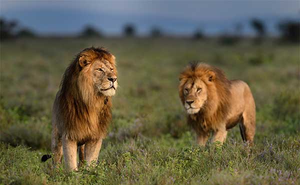 Lion pair in Ngorongoro Conservation Area, Tanzania.