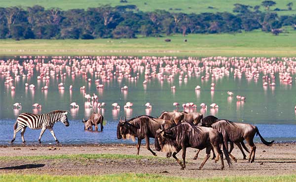 Ngorongoro Crater Conservation Area