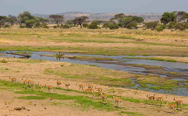 Ruaha National Park