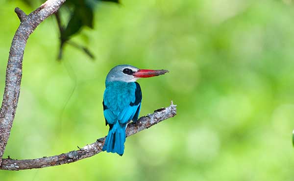 Saadani National Park