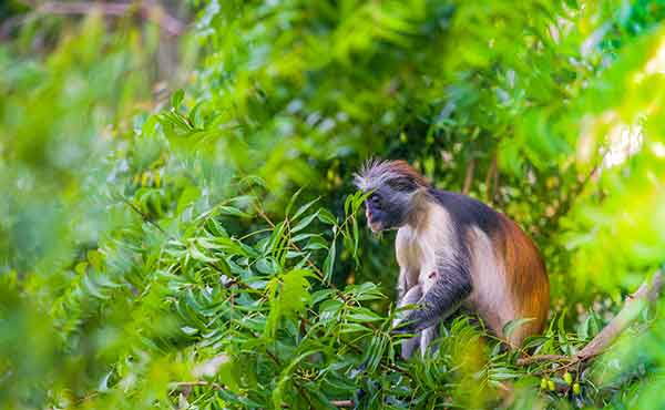 Udzungwa National Park