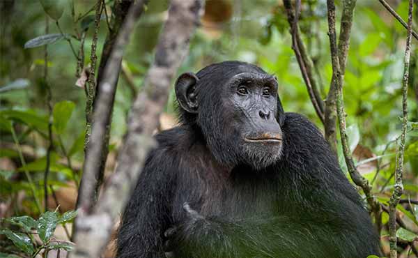 Kibale Forest National Park