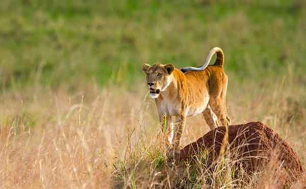 Kidepo Valley National Park
