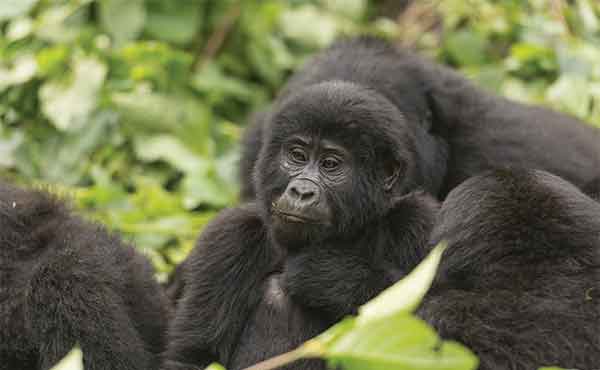 Mgahinga Gorilla National Park