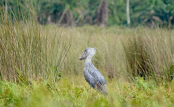 Murchison Falls National Park