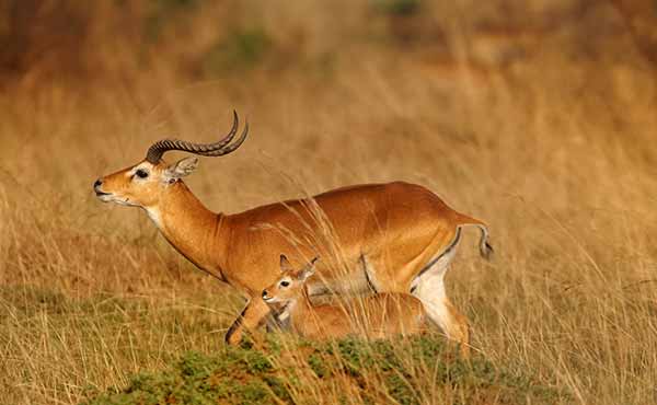 Queen Elizabeth National Park