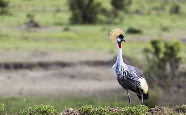 Semliki Valley Reserve