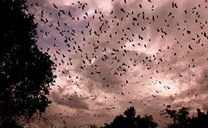 Kasanka National Park