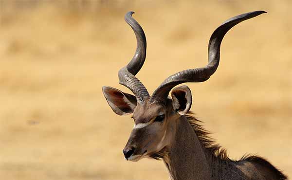 Lochinvar National Park