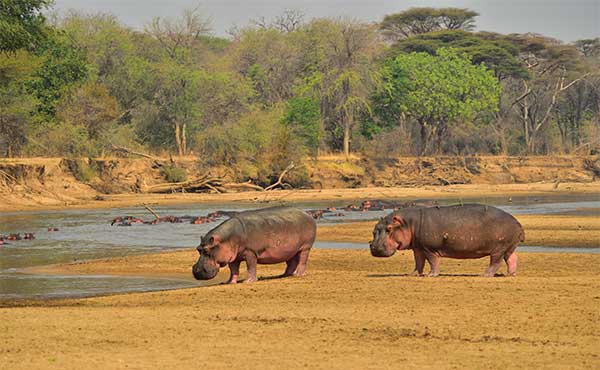 North Luangwa National Park