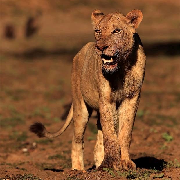 Lioness in South Luangwa, Zambia