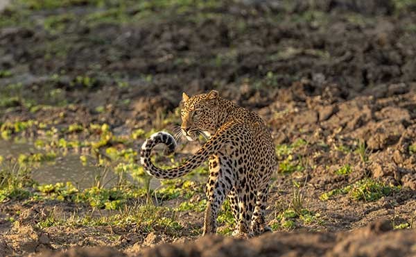 South Luangwa National Park