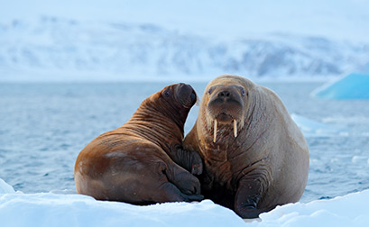 North East Greenland National Park wildlife location in Arctic, Polar |  Wildlife Worldwide