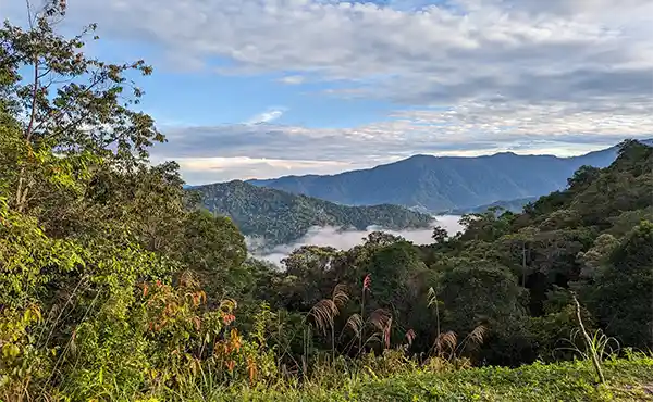 Trus Madi Entomology Camp