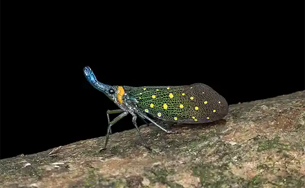 Trusmadi Forest Reserve