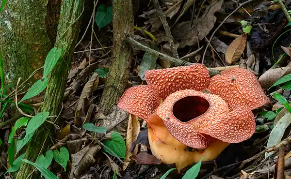 Gunung Gading National Park