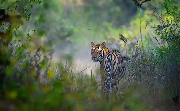 Bori Wildlife Sanctuary
