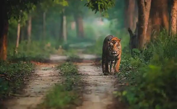 Pilibhit Tiger Reserve