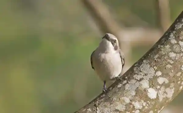 Gal Oya National Park