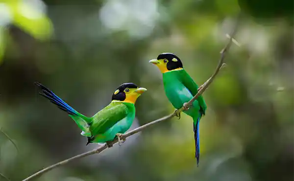 Bach Ma National Park