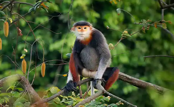 Son Tra Nature Reserve