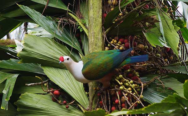 West New Britain - Kimbe Bay