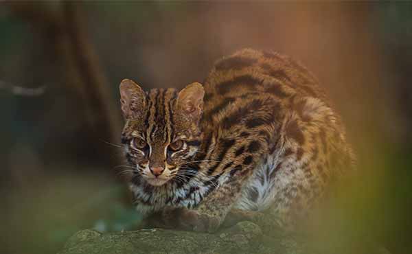 Deramakot Forest Reserve