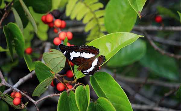 Gunung Mulu National Park