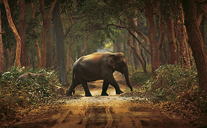 Dudhwa National Park & Tiger Reserve