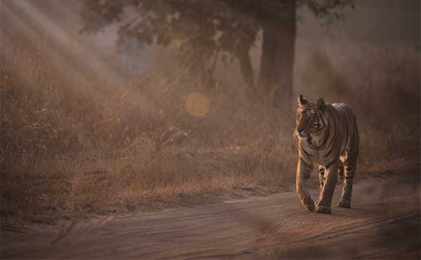 Bandhavgarh National Park