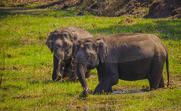 Bandipur National Park